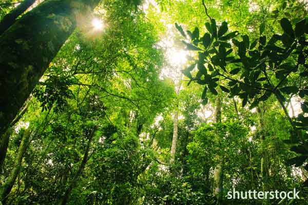 《自然／校訂課程》高年級－熱帶雨林真奇妙