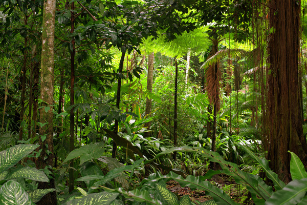 【自然】校訂課程／熱帶雨林真奇妙